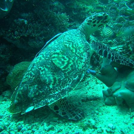 Camiguin Volcan Beach Eco Retreat & Dive Resort Мамбаджао Екстериор снимка
