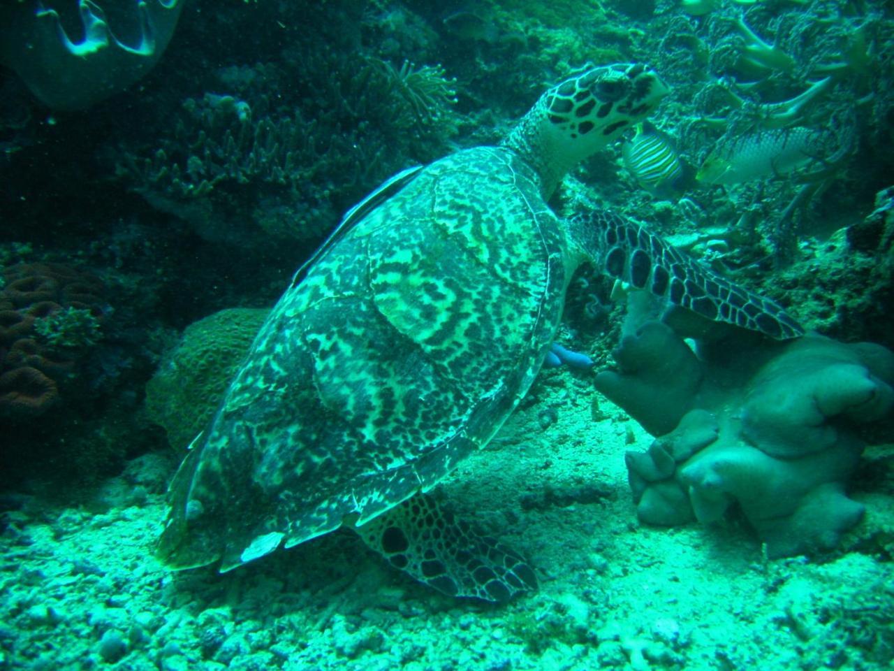 Camiguin Volcan Beach Eco Retreat & Dive Resort Мамбаджао Екстериор снимка